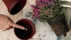 Perché questo foro sul fondo del vaso da fiori è così importante per la salute delle piante?