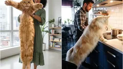 Giganti affettuosi: i nomi delle razze di gatti più grandi che puoi tenere in casa