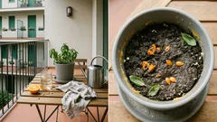 Barzelletta: Luca “green” coi semi d’arancia