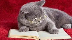 3 modi per capire se il tuo gatto è intelligente