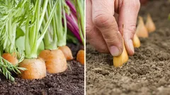 Cosa piantare vicino alle carote per tenere lontani i parassiti e migliorare il raccolto?